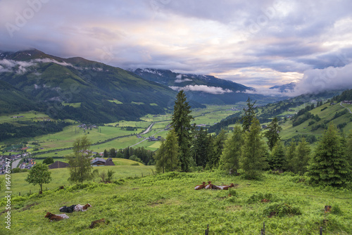 Autriche/paysage avec champs, vaches et montagnes