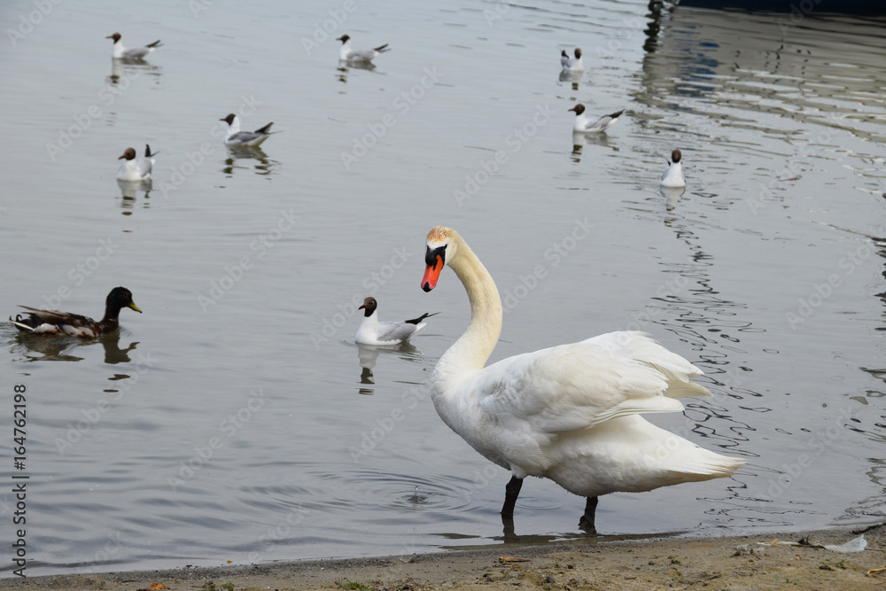 White swan on a clean lake accompanied by gulls and ducks White swan on a clean lake accompanied by gulls and ducks