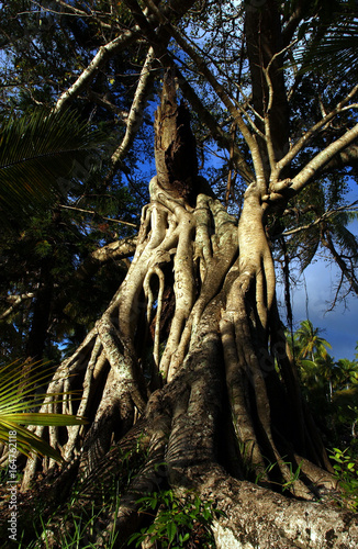 ile des pins, baie de kanuméra