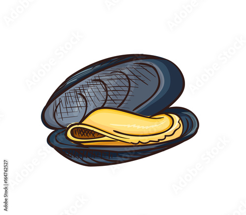 Mussel vector icon isolated, hand drawn sketch of clam, template for menu, luxury sea food diet infographics, sticker, flyer, print