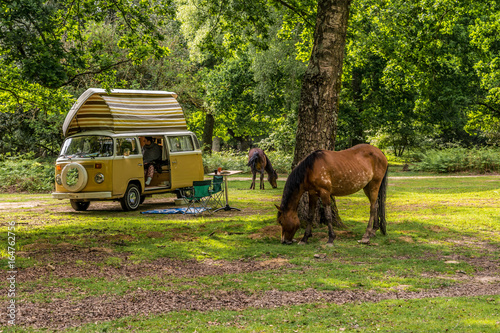 New Forset Camper Holiday
