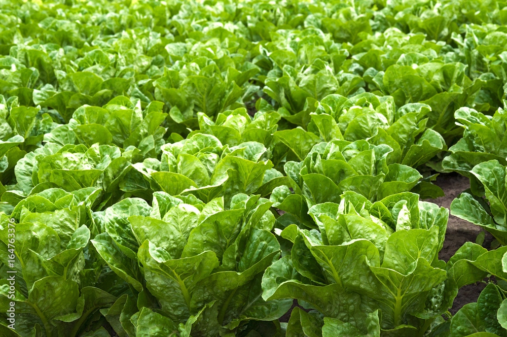 Growing lettuce in rows in the vegetable garden
