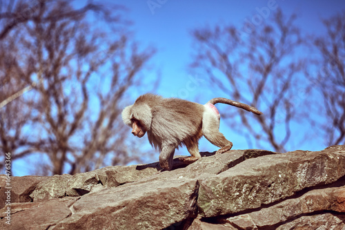 Hamadryas  sitting on a stone. Hamadryas baboon. Papio hamadryas. Monkey