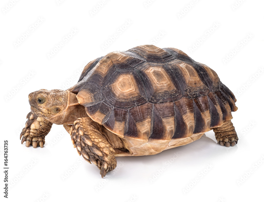 Fototapeta premium Turtles isolated on white