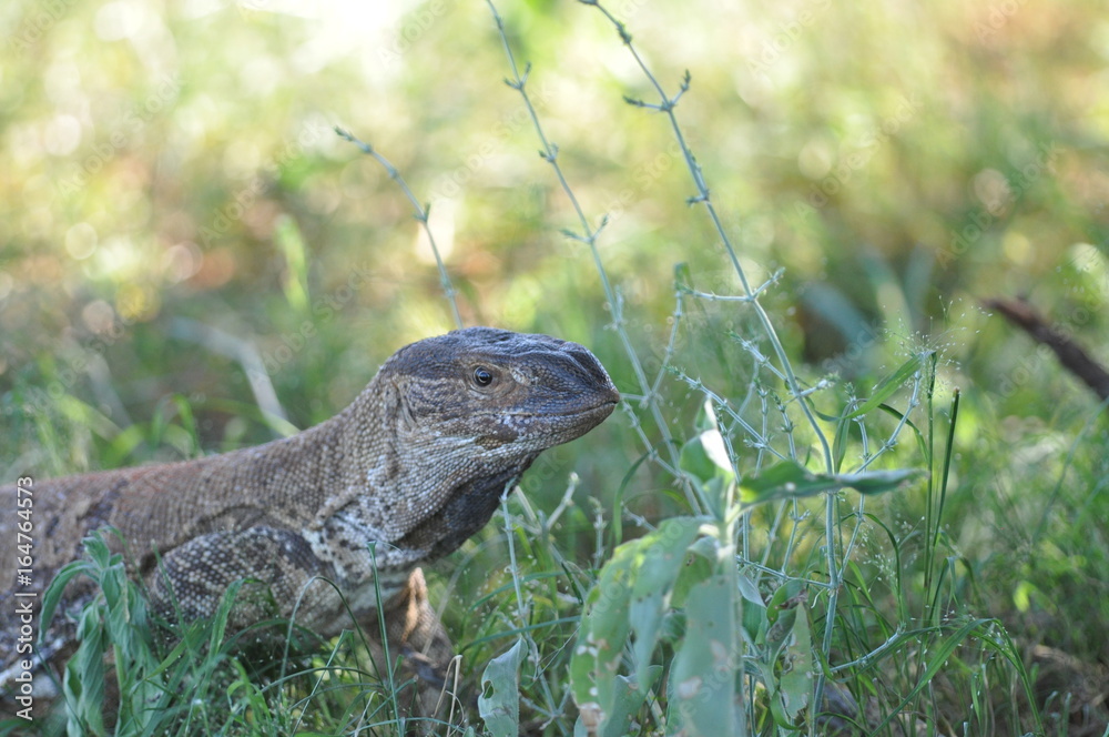 Obraz premium view monitor lizard, Namibia
