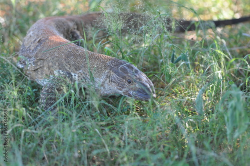 The Monitor lizard in search of prey  Namibia