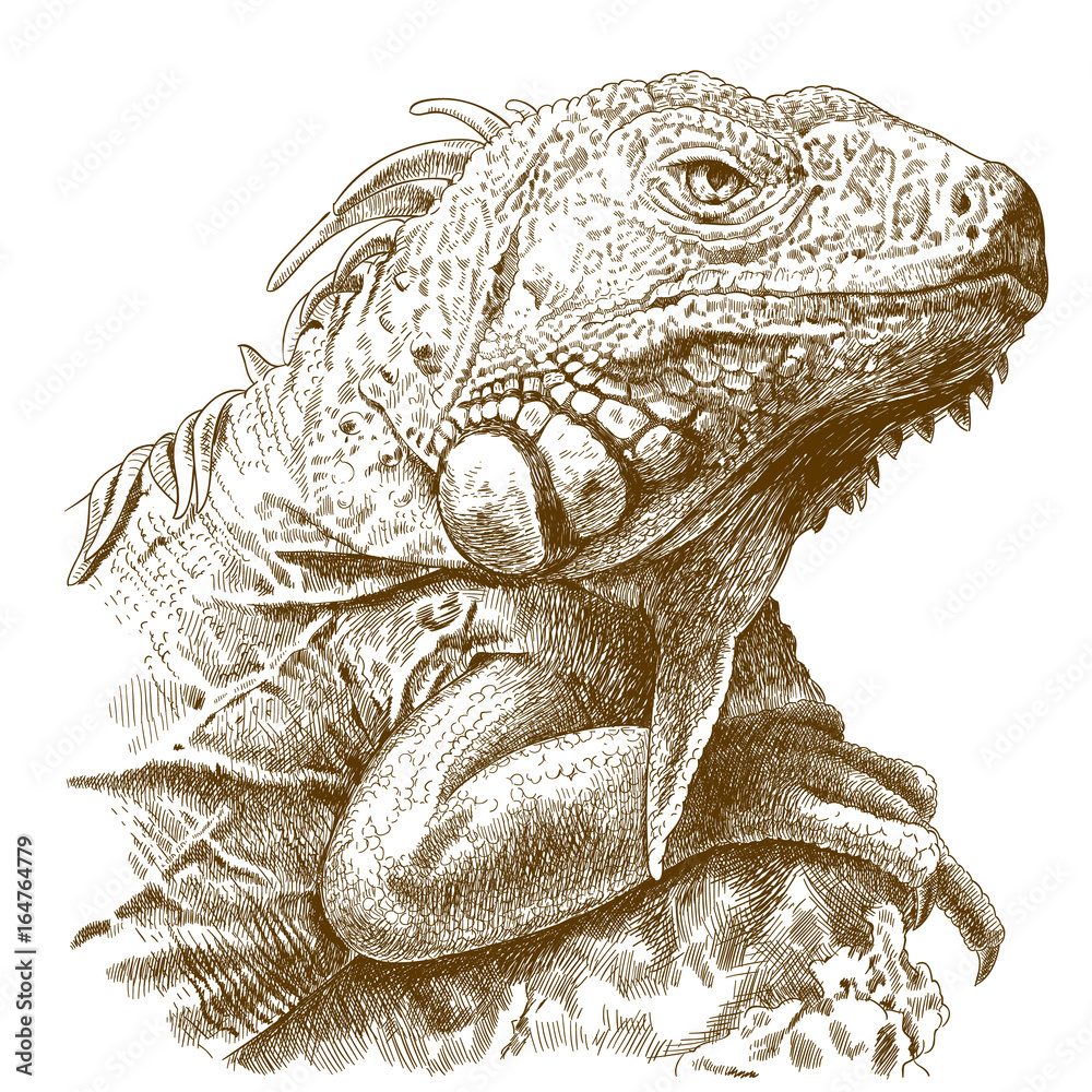 Fototapeta premium engraving illustration of iguana head
