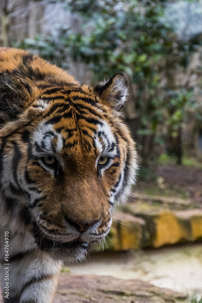 Fototapeta premium Portrait tigre