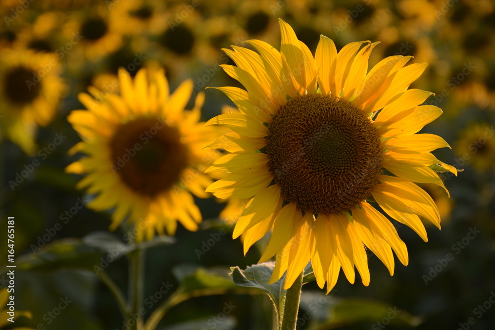 Obraz premium Sunflowers in the field closeup