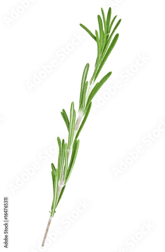 Rosemary on a white background  close up