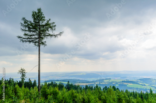 High tree rising above the others in forest