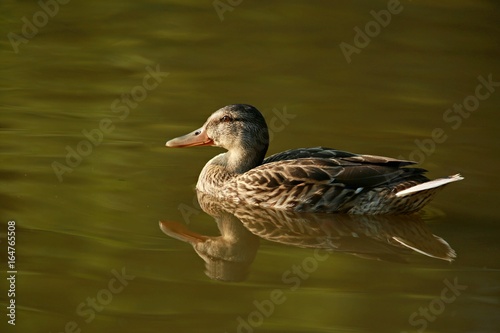 Young wild duck on water with reflection