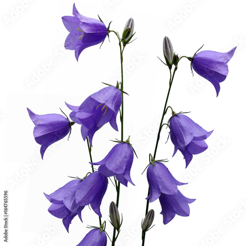 Several blue bellflower (Campanula persicifolia) isolated on white background photo