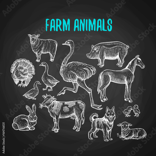 Set of farm animals in the style of chalk on a blackboard. Vector illustration of farm animals with cow, sheep, pig, horse, ostrich, guard dog, duck, rabbit, goose, turkey, lamb, pork.