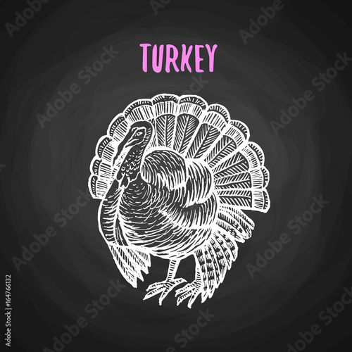 Bird turkey in the style of chalk on a blackboard. Vector illustration of farm bird