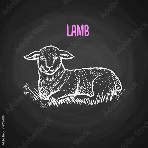 Animal lamb in the style of chalk on a blackboard. Vector illustration of farm animal