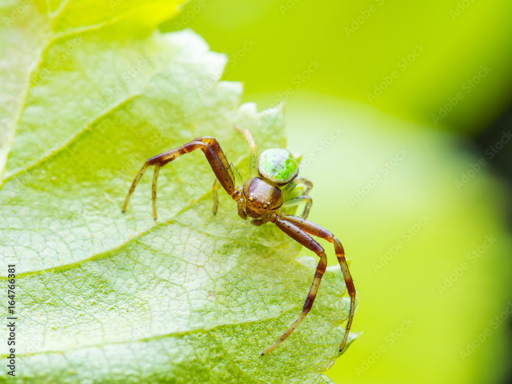 Misumena Vatia Goldenrod Crab Spider on Green Leaf Misumena Vatia Goldenrod Crab Spider on Green Leaf