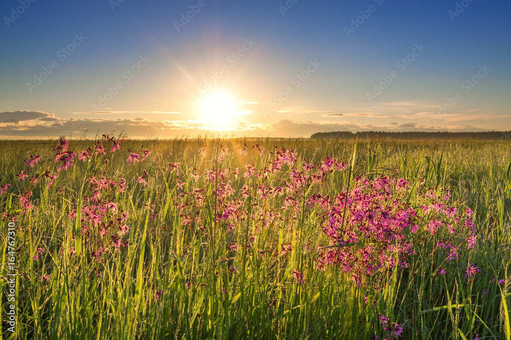 summer rural landscape with a meadow and blossoming flowers