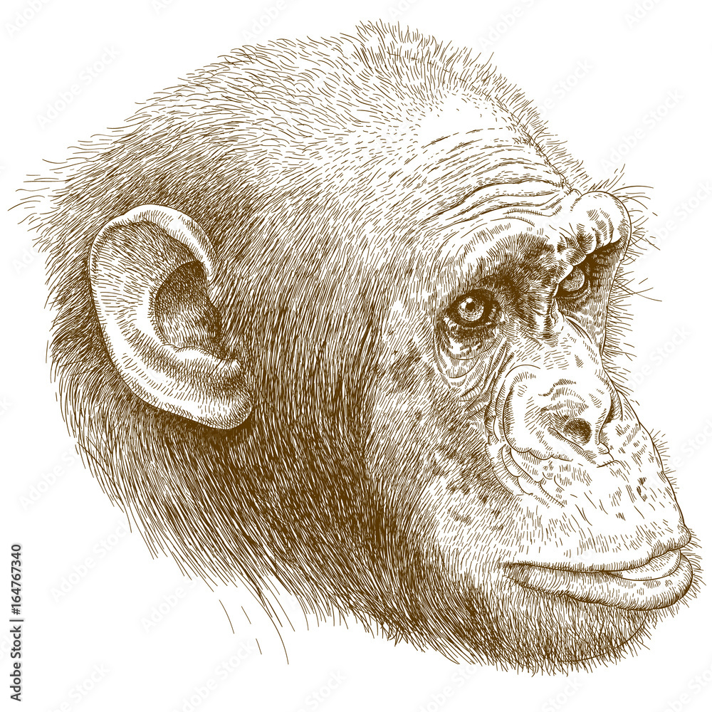 Fototapeta premium engraving illustration of chimp muzzle