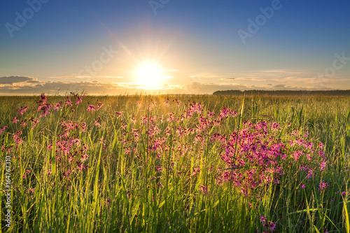 summer rural landscape with a meadow and blossoming flowers