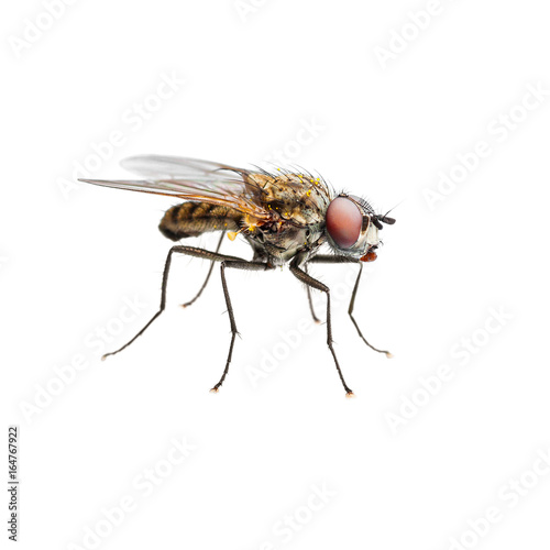 Drosophila Fly Diptera Insect Isolated on White © nechaevkon