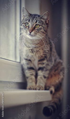 Grey striped cat sitting on the windowsill.