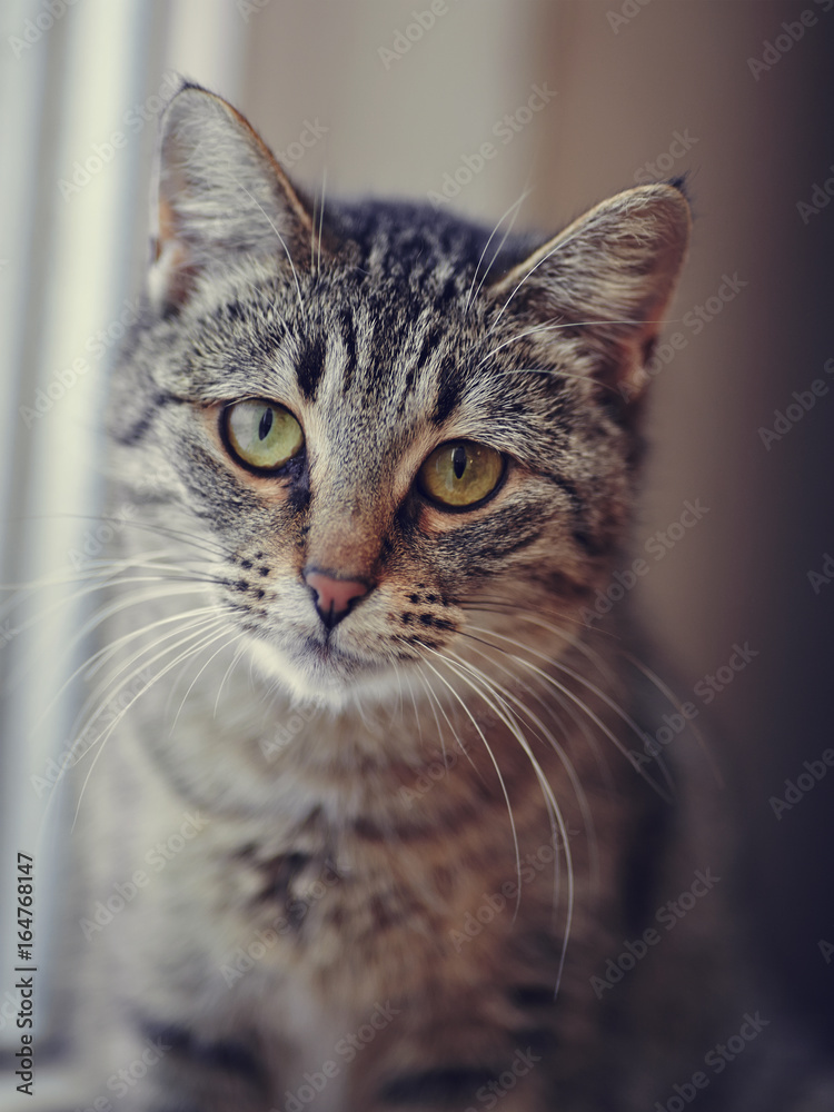 Fototapeta premium Portrait of a green-eyed striped cat