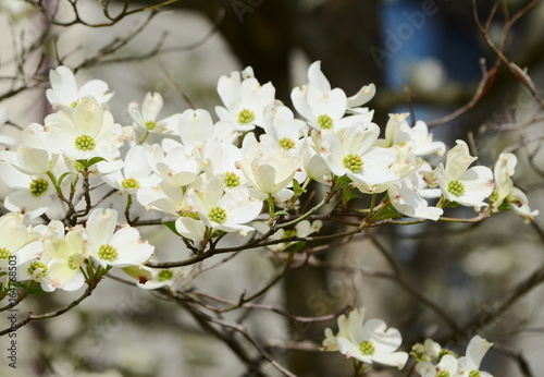 dogwood tree