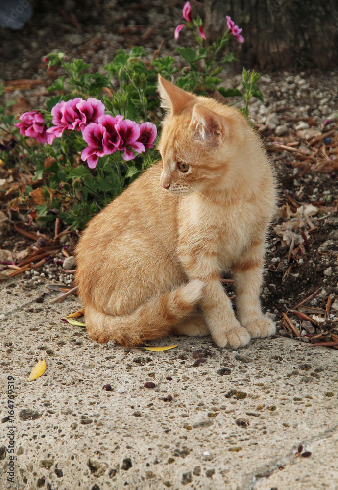 Kitty Cat Posing by Pink Flowers Kitty Cat Posing by Pink Flowers