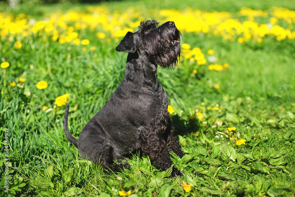 Black Miniature Schnauzer dog sitting on a green grass with yellow dandelions at sunny spring weather Black Miniature Schnauzer dog sitting on a green grass with yellow dandelions at sunny spring weather