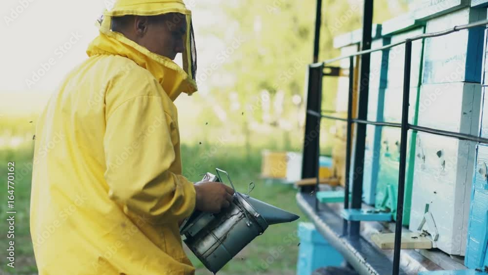 Stedicam shot of Young beekeeper man smoking bees away from beehive in apiary Stedicam shot of Young beekeeper man smoking bees away from beehive in apiary