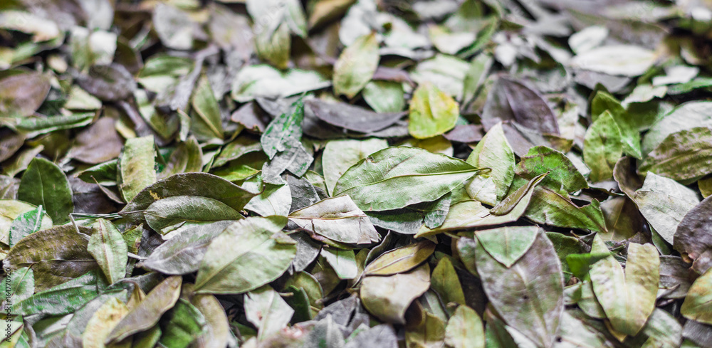 Assortment of coca tree leaves. Food and ethnic background pattern