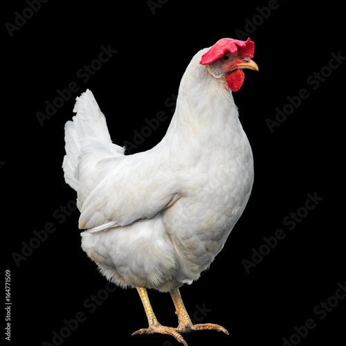 White hen isolated on a black background