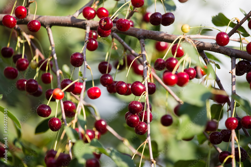 Red ripe cherry on a tree in the nature