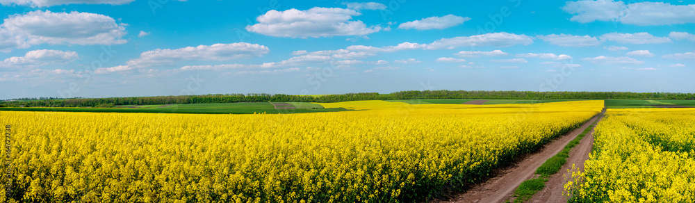 Dirt Road through Fields of Oilseed Rape in Bloom