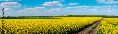 Dirt Road through Fields of Oilseed Rape in Bloom