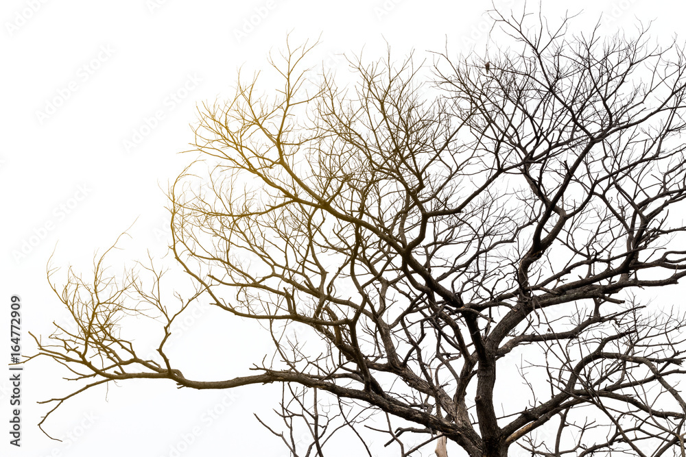 Obraz premium Dead tree with orange light.