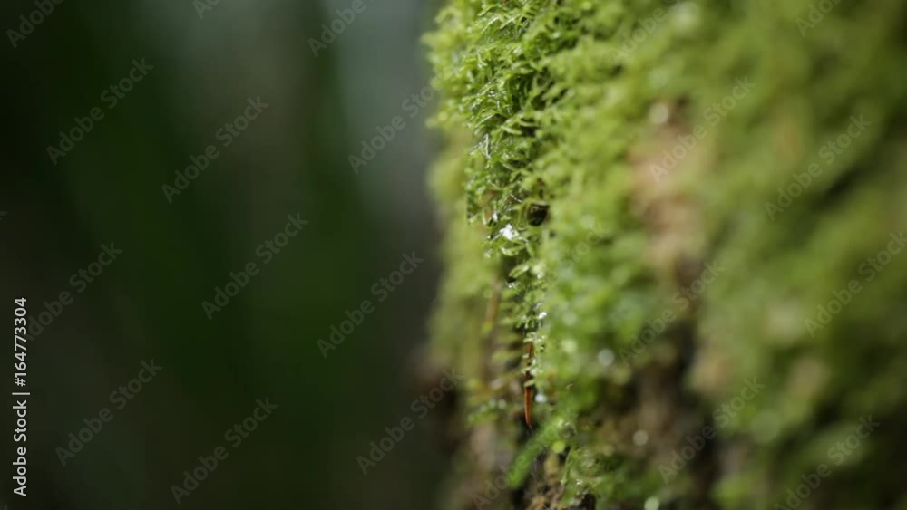 Moss Moss