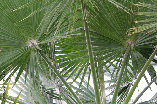 Greenhouse palms