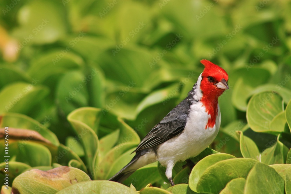 Cardinal Cardinal