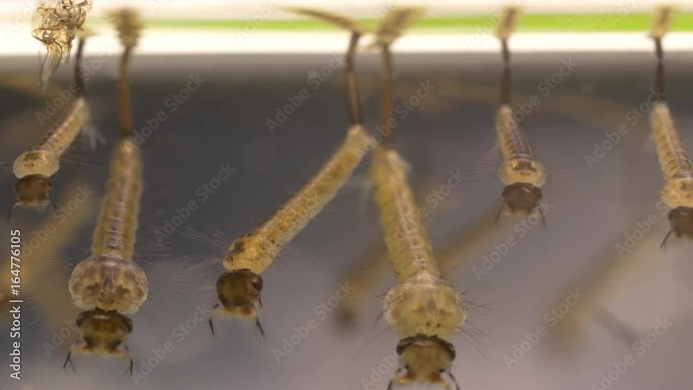 Larvae of the mosquito flourishing in still waters Larvae of the mosquito flourishing in still waters