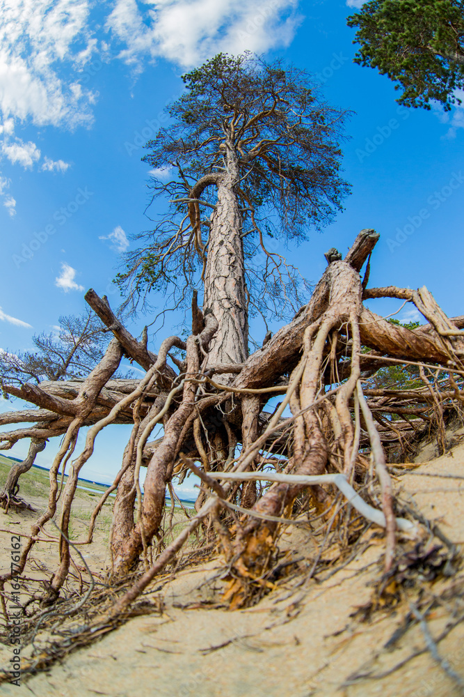Walking roots of trees on Baikal Walking roots of trees on Baikal