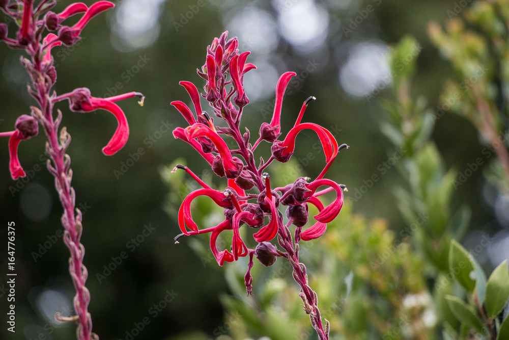flores flores
