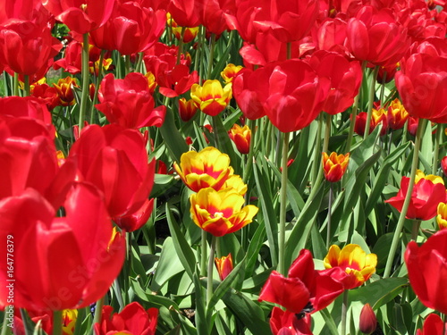 Tulipes rouges et jaunes