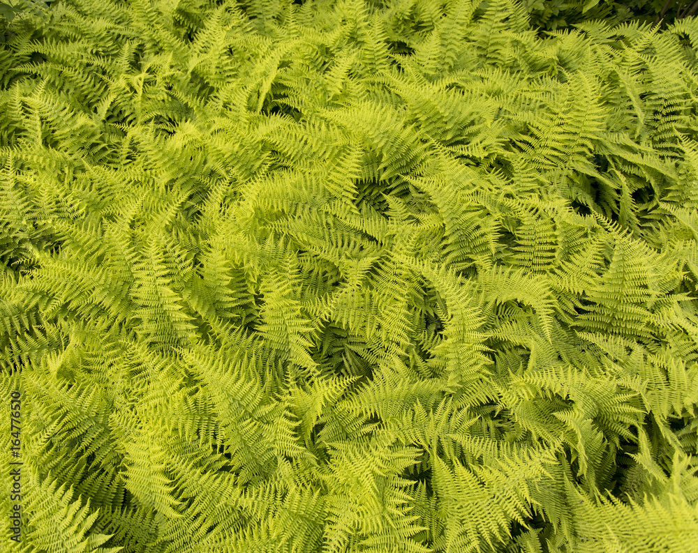Ferns Ferns