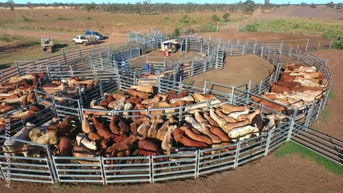  Outback Cattle Mustering featuring herd of cows, bulls and Heffer (heffa), complete with sheep dogs and cowboy farmers in cattle yards. photo