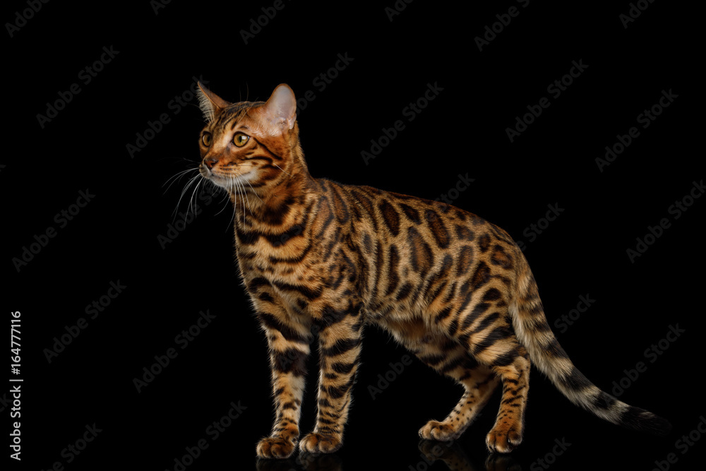 Playful Bengal Cat Standing and Looking up on isolated Black Background with reflection, Side view Playful Bengal Cat Standing and Looking up on isolated Black Background with reflection, Side view