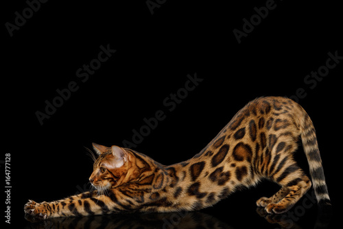 Playful Bengal Cat stretched on isolated Black Background with reflection, Side view