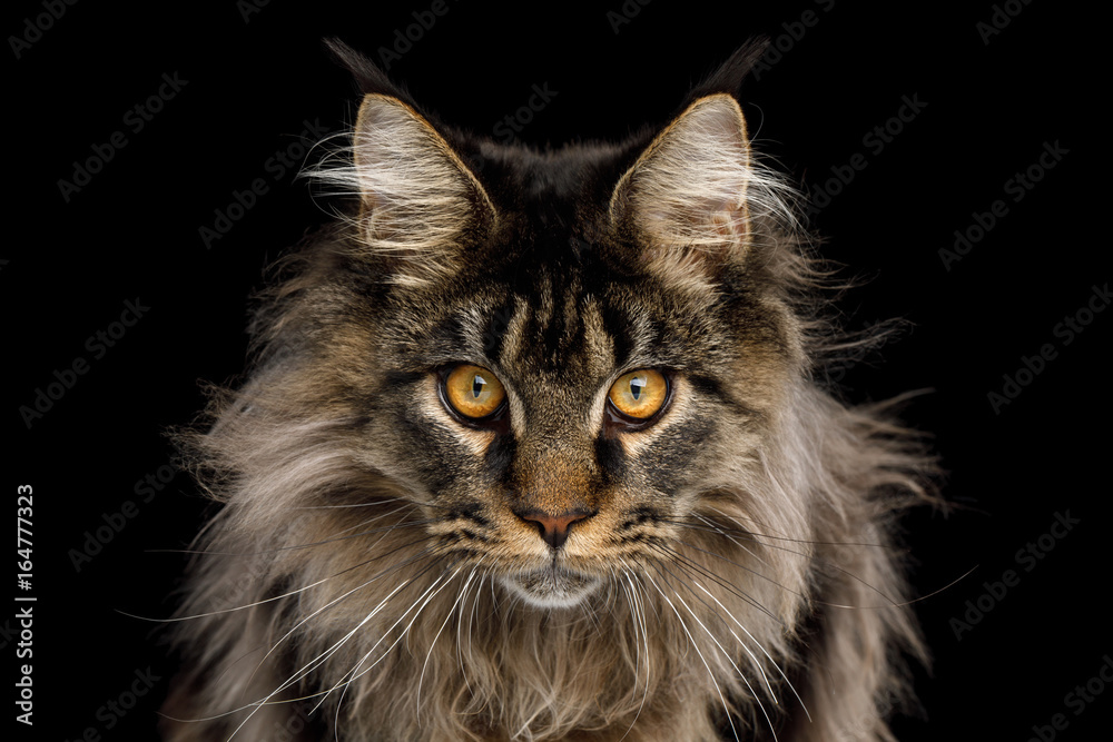 Fototapeta premium Close-up Portrait of Expression Maine Coon Cat Stare Isolated on Black Background, Front view