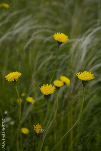 Field with feather grass and yellow flowers